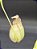 Nepenthes Mirabillis Wing Vik Ampullaria X (Viking x Hookeriana) - Planta Carnívora - Imagem 2