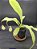 Nepenthes Mirabillis Wing Vik Ampullaria X (Viking x Hookeriana) - Planta Carnívora - Imagem 3