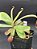 Nepenthes Ampullaria Red Striped X Ampullaria Black Miracle - Planta Carnívora - Imagem 5