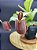 Nepenthes Ampullaria Red Striped X Ampullaria Black Miracle - Planta Carnívora - Imagem 1