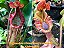 Nepenthes [(Maxima x Boschiana) x Veitchii] x lvbvmv - Planta Carnívora - Imagem 3