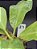 Nepenthes [(Maxima x Boschiana) x Veitchii] x lvbvmv - Planta Carnívora - Imagem 3