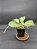 Nepenthes [(Maxima x Boschiana) x Veitchii] x lvbvmv - Planta Carnívora - Imagem 4