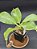 Nepenthes [(Maxima x Boschiana) x Veitchii] x lvbvmv - Planta Carnívora - Imagem 2
