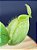 Nepenthes Ampullaria Green (Red Striped X Ampullaria Spoted Red Lip) - Planta Carnívora - Imagem 1