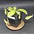Nepenthes Bicalcarata - Imagem 2