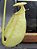 Nepenthes Bicalcarata - Imagem 1