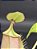 Nepenthes Bicalcarata - Imagem 3