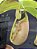 Nepenthes Bicalcarata - Imagem 4