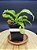 Nepenthes Rafflesiana Gigantea X [(Viking x Hookeriana) x Gracilis] - Planta Carnívora - Imagem 3