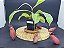 Nepenthes Mirabillis X (Viking x Black Miracle) - Selecionada - Planta Carnívora - Imagem 4