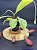 Nepenthes Mirabillis X (Viking x Black Miracle) - Selecionada - Planta Carnívora - Imagem 3
