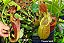 Nepenthes (Viking x Rafflesiana) x (Thorelii x Veitchii) - Imagem 1