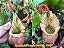 Nepenthes Veitchii (Bario x Candy Red) - Imagem 1