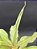 Nepenthes - Planta Carnívora - Imagem 2