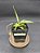 Nepenthes - Gracilis Black X Gracilis Squat - Imagem 4