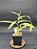 Nepenthes - Gracilis Black X Gracilis Squat - Imagem 2