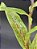Nepenthes - Gracilis Black X Gracilis Squat - Imagem 3