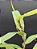 Nepenthes - Gracilis Black X Gracilis Squat - Imagem 4