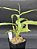 Nepenthes - Gracilis Black X Gracilis Squat - Imagem 5