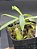 Nepenthes Gracilis Black - Imagem 4