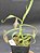Nepenthes Gracilis Black - Imagem 2