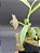 Nepenthes Gracilis Black - Imagem 5