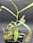 Nepenthes Gracilis Black - Imagem 3