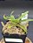 Nepenthes - Gracilis Black X Gracilis Squat - Imagem 1