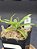 Nepenthes - Gracilis Black X Gracilis Squat - Imagem 2