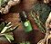 Óleo Essencial de TEA TREE – 10ml - Imagem 5