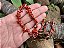 Pulseira Cascalho JASPE VERMELHO- Proteção, Coragem, Vitalidade, Força - Imagem 2