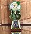 Kit Festa Bosque De Menino - Premium - Imagem 2