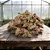 2 Litros Musgo Esfagno Sphagnum Sfagno Rosa Seco Desidratado Para Orquideas Carnívoras Kokedama Decoração Arranjos - Imagem 3