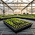 Bandeja Sementeira 200 Células Fina Para Muda Germinação e Sementes F 08 Nutriplan - Imagem 3