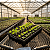 Bandeja Sementeira 50 Células Quadrada Para Muda e Germinação e Sementes 2854 Nutriplan - Imagem 2