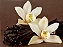 CANELA & VANILLA VELA  AROMÁTICA 210 G - Imagem 3