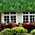 Placa Jardim Vertical Buxinho Com Flor 02 40x60cm - Imagem 2