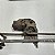 Motor e Galhada Limpador Parabrisa Diant - Renault Clio - 1RN0ML301 - Imagem 2