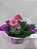 Vaso plantado - Imagem 1