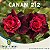 Enxerto CANAN 212 PERFUMADA - Imagem 1