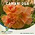 Enxerto CANAN 268 PERFUMADA - Imagem 1