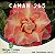 Enxerto CANAN 265 PERFUMADA - Imagem 1