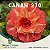 Enxerto CANAN 270 PERFUMADA - Imagem 1