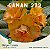 Enxerto CANAN 272 PERFUMADA - Imagem 1