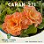Enxerto CANAN 271 PERFUMADA - Imagem 1