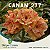 Enxerto CANAN 277 PERFUMADA - Imagem 1