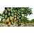 40.000 SEMENTES MAMAO TAINUNG - Imagem 9