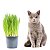500 Sementes De Grama E Erva Dos Gatos - Imagem 5