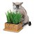 500 Sementes De Grama E Erva Dos Gatos - Imagem 4